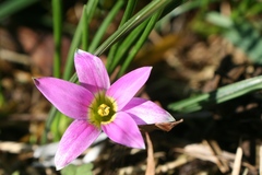 Romulea rosea australis