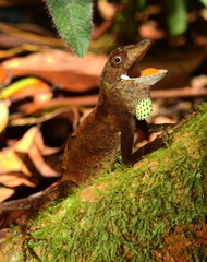 Anolis chrysolepis