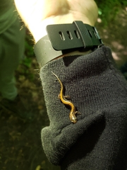 Plethodon cinereus