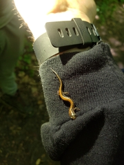 Plethodon cinereus