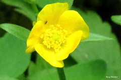 Ranunculus hispidus nitidus