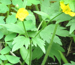 Ranunculus hispidus nitidus