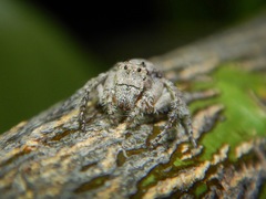 Hamataliwa grisea