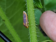 Oncometopia hamiltoni