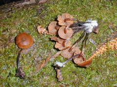 Kuehneromyces brunneoalbescens