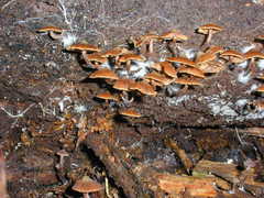 Kuehneromyces brunneoalbescens