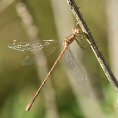Lestes undulatus