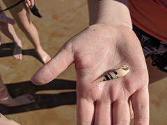 Terebridae