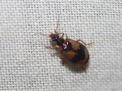 Lebia fuscata