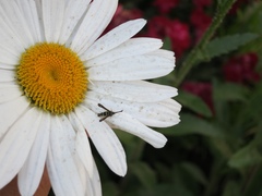 Sazonia fenusaeformis