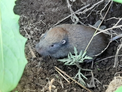 Thomomyini