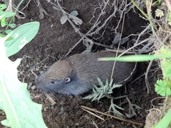 Thomomyini