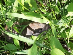 Thomomyini