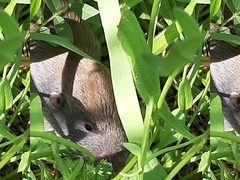 Thomomyini
