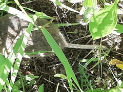 Thomomyini