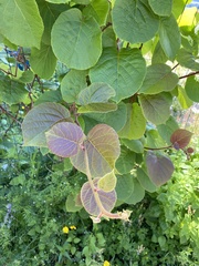 Actinidia chinensis