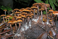 Kuehneromyces brunneoalbescens