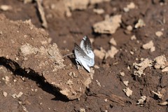 Lomographa semiclarata