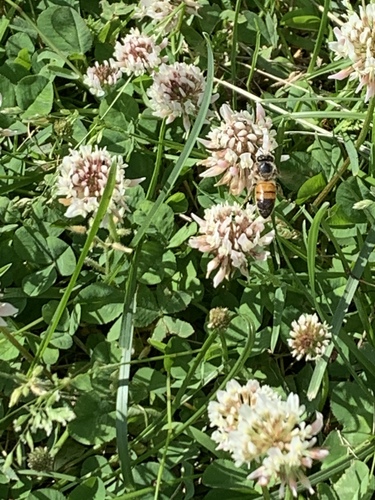 photo of Western Honey Bee (Apis mellifera)