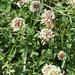 photo of Western Honey Bee (Apis mellifera)