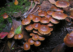 Kuehneromyces brunneoalbescens