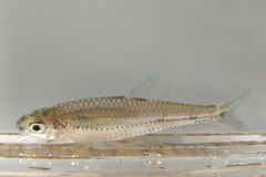 Notropis