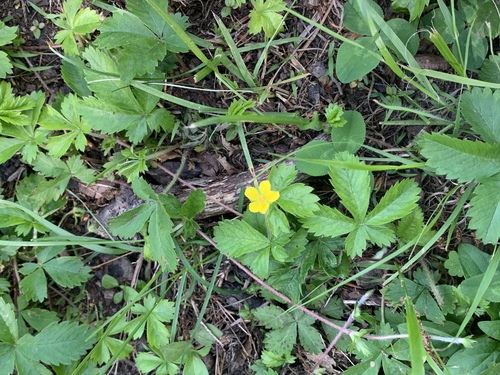 photo of Dwarf Cinquefoil (Potentilla canadensis)