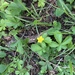 photo of Dwarf Cinquefoil (Potentilla canadensis)