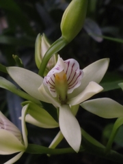 Prosthechea radiata