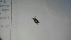 Lebia bitaeniata