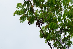 Piptadenia obliqua