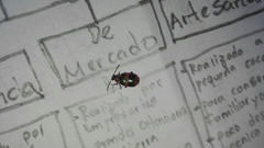 Lebia bitaeniata