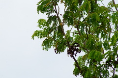 Piptadenia obliqua