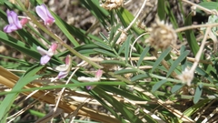 Astragalus flexuosus