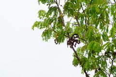 Piptadenia obliqua