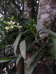 Prosthechea radiata