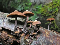 Kuehneromyces brunneoalbescens