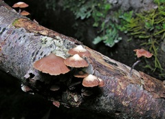 Kuehneromyces brunneoalbescens