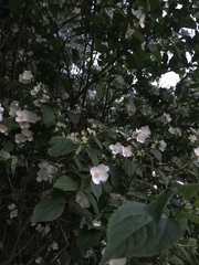 Philadelphus inodorus