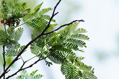 Chloroleucon mangense