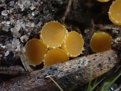 Octospora tuberculata