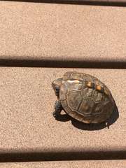 Terrapene carolina carolina