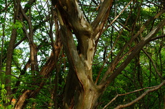 Chloroleucon mangense