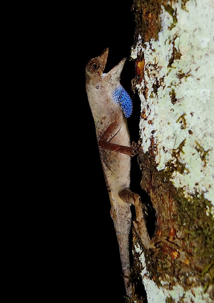 Goldenscale Anole