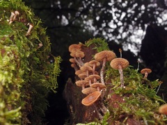 Kuehneromyces brunneoalbescens