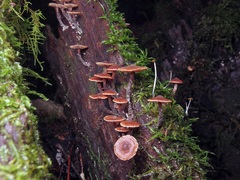 Kuehneromyces brunneoalbescens