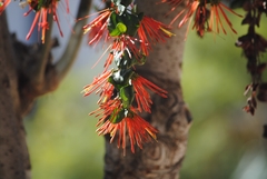 Tristerix corymbosus