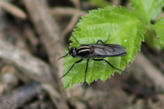 Thereva albovittata