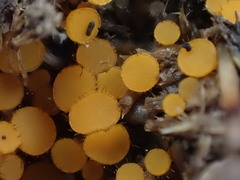 Octospora tuberculata