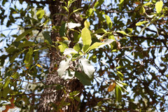Quercus emoryi